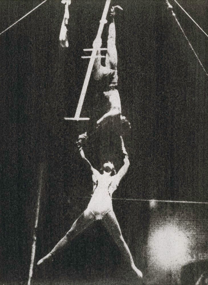 Acrobates