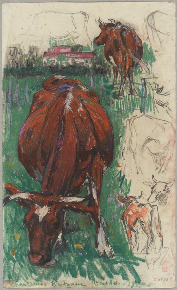 Etude de vaches rousses