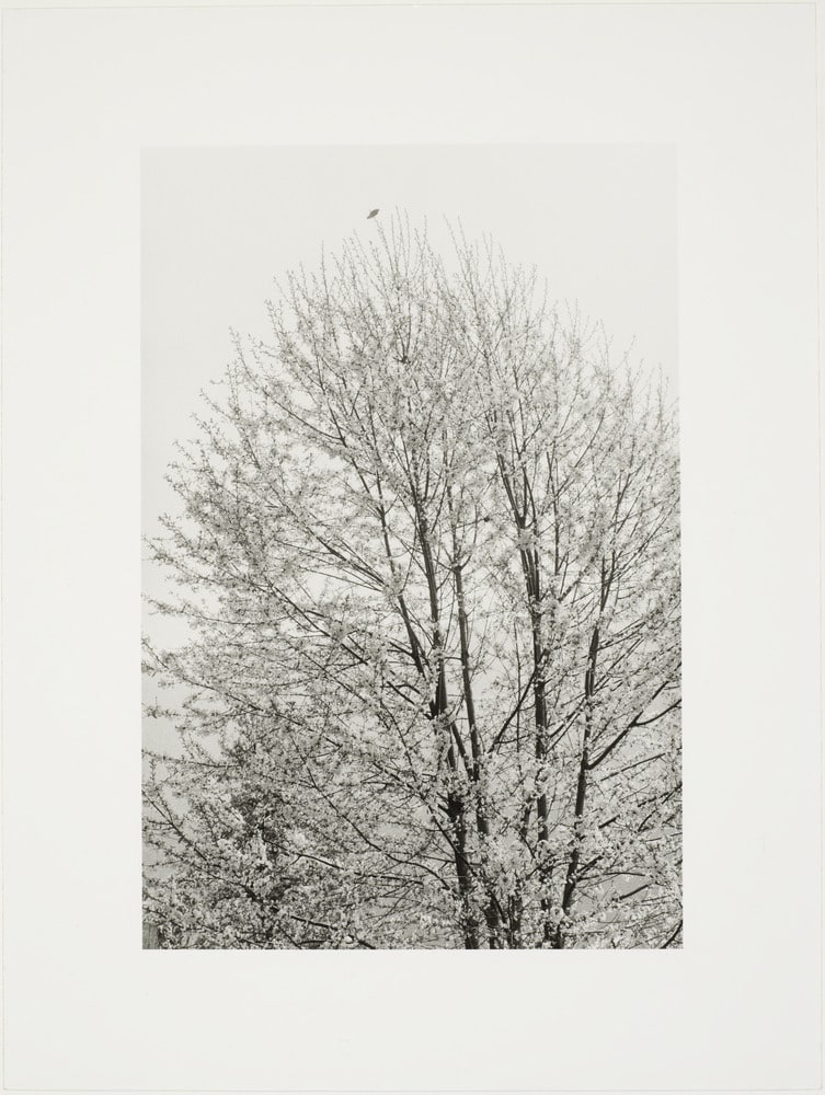 L'arbre et l'oiseau, Héry