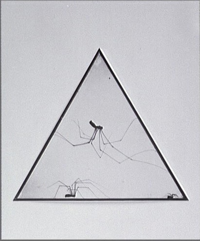 Les Araignées