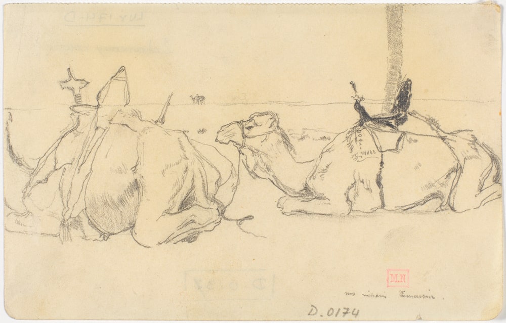 Deux chameaux couchés