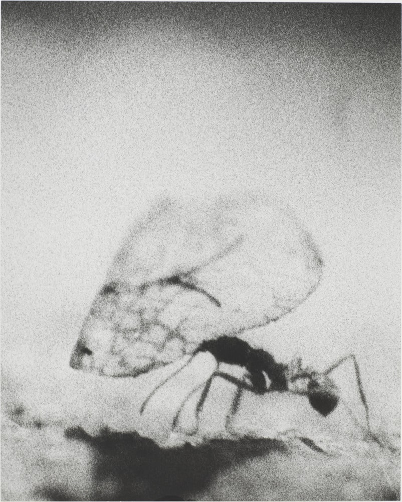 Symmetrie & Körperbau: About Leaves