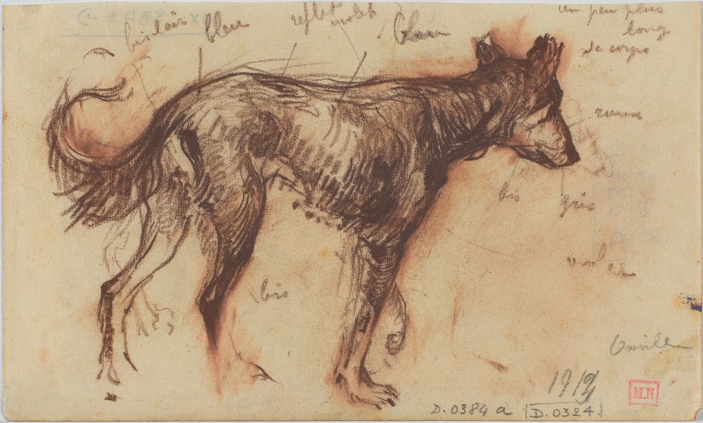 Etude de chien de berger