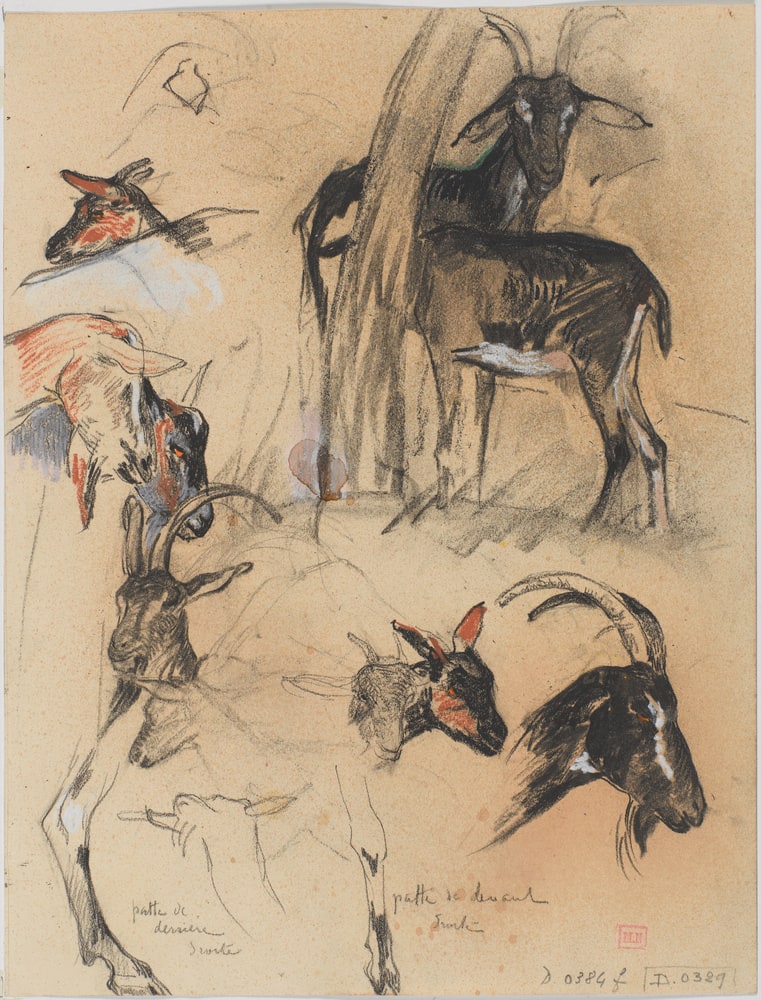 Etude de chèvres