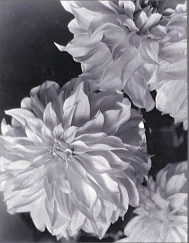 Sans titre (dahlias)