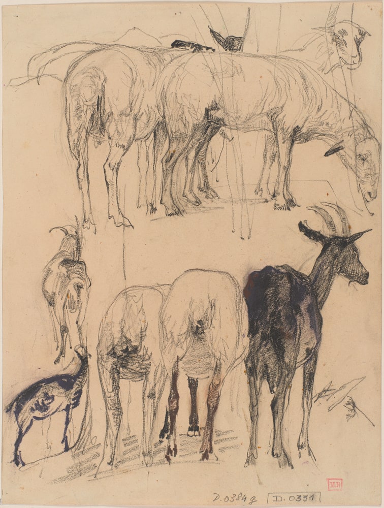 Etude de moutons et de chèvres