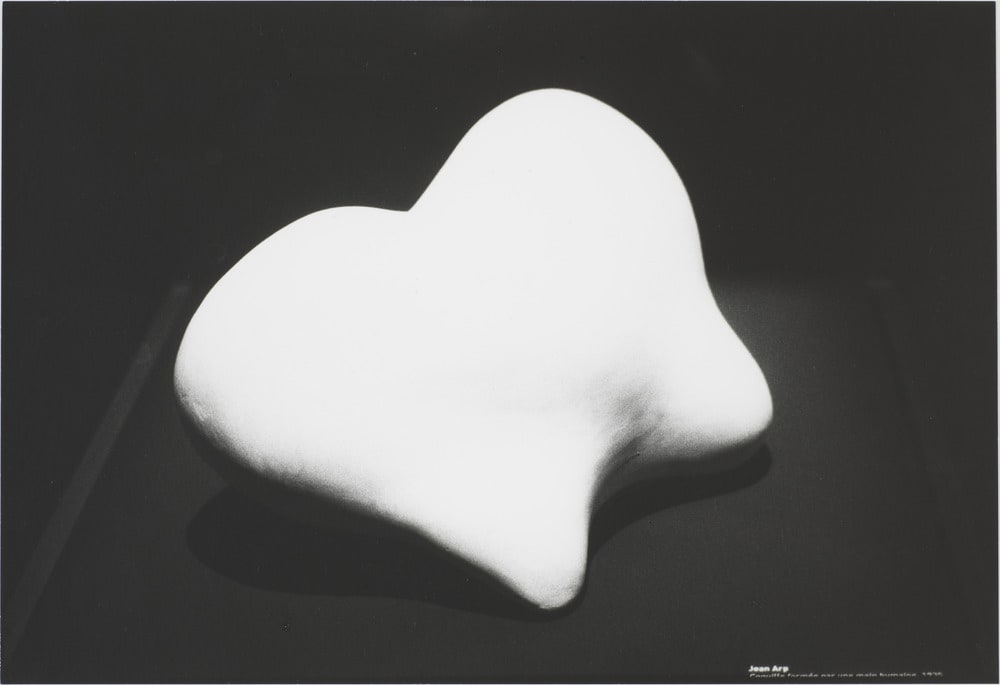 Symmetrie & Körperbau: About Leaves