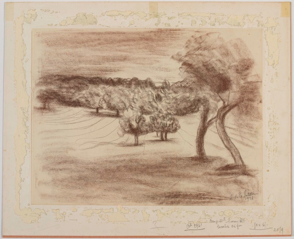 Arbres dans un champ