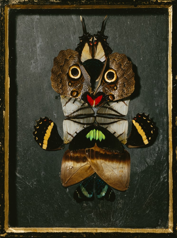 Papillons de Colombie