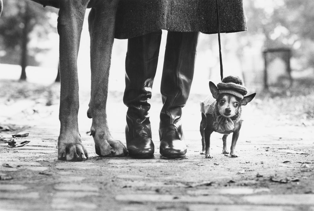 Felix, Gladys and Rover, New York