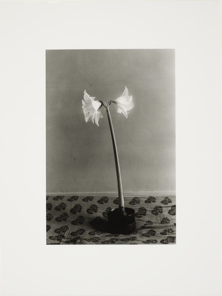 L’amaryllis de Violette, Paris