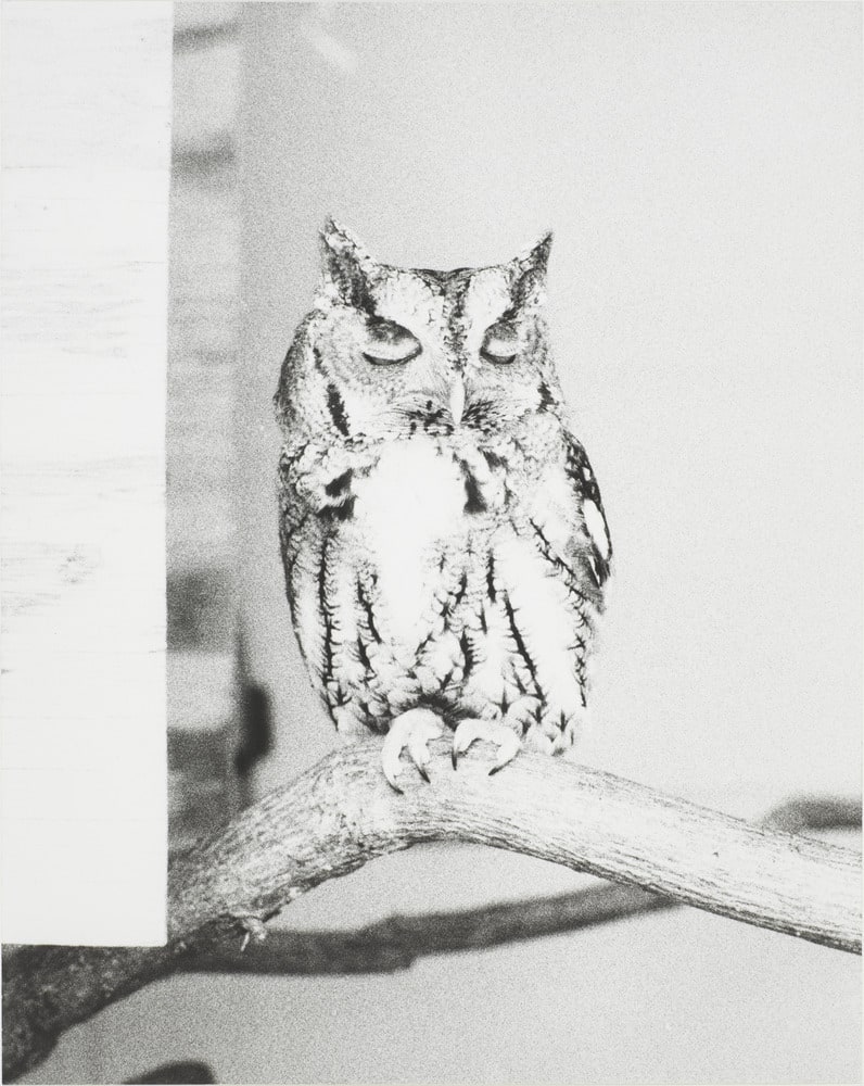 Owl