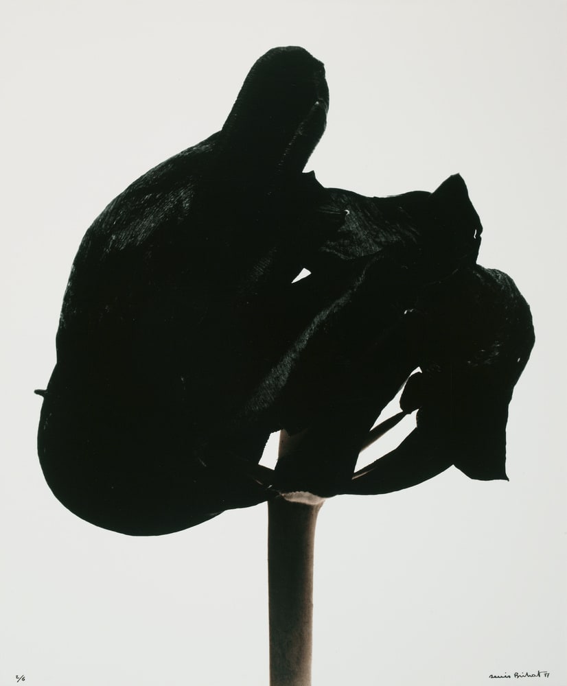 Tulipe noire