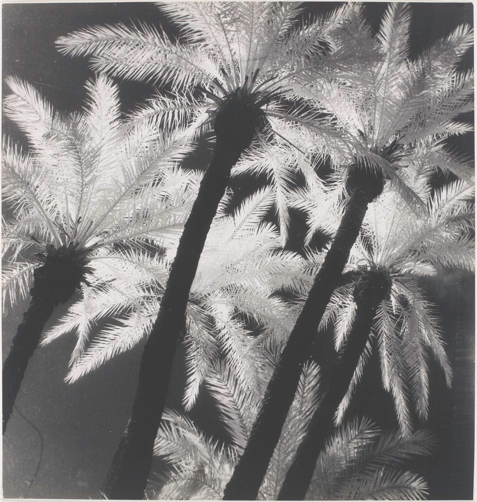 Palmeraie de Marrakech