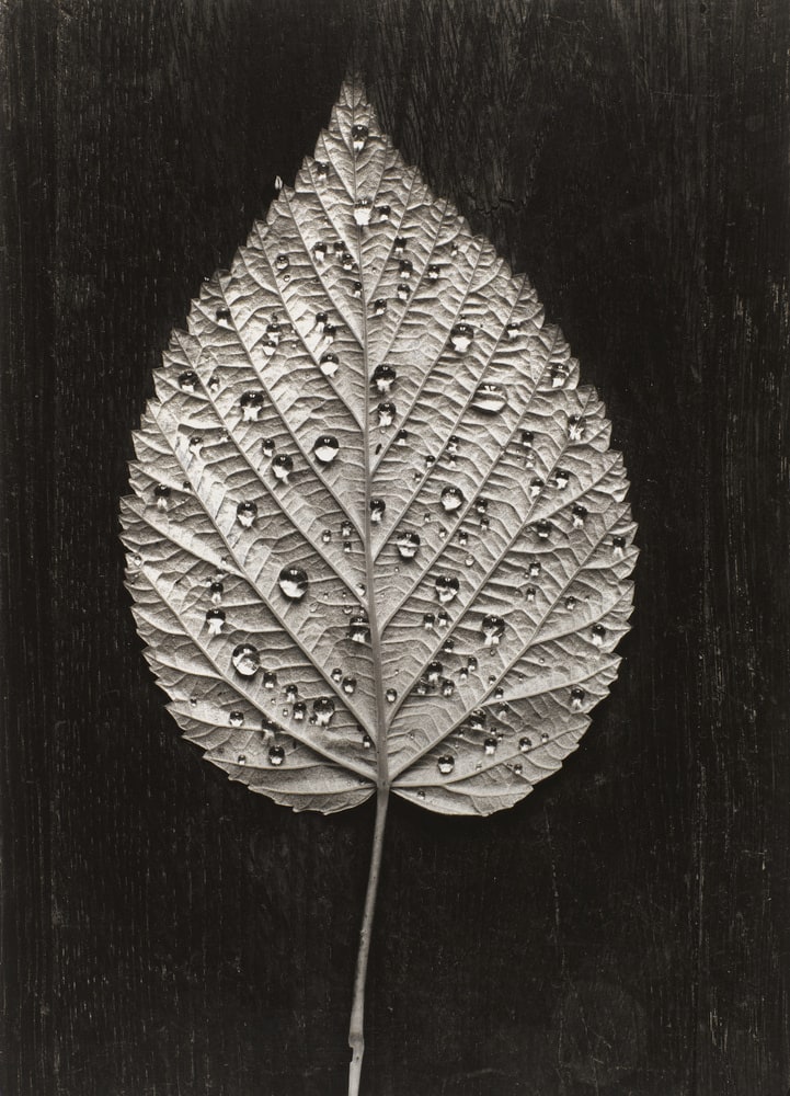 Feuille de framboisier