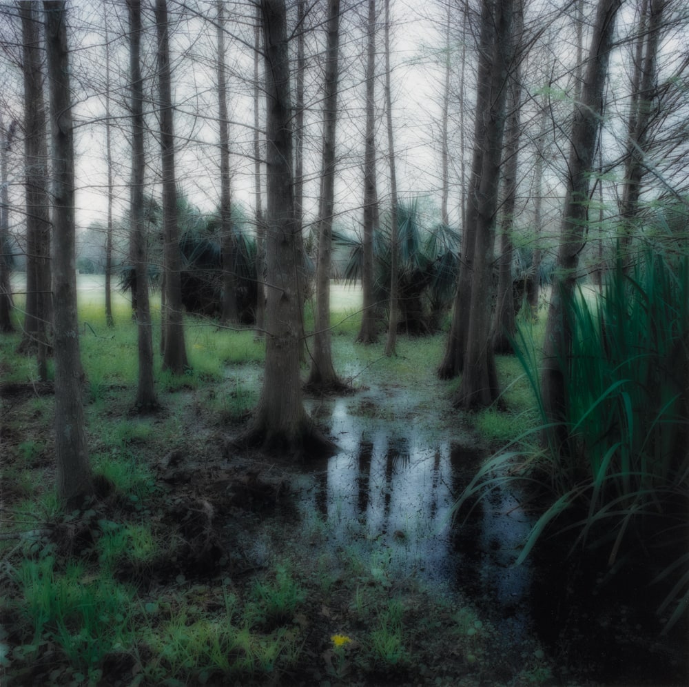 Avery Island, Louisiana