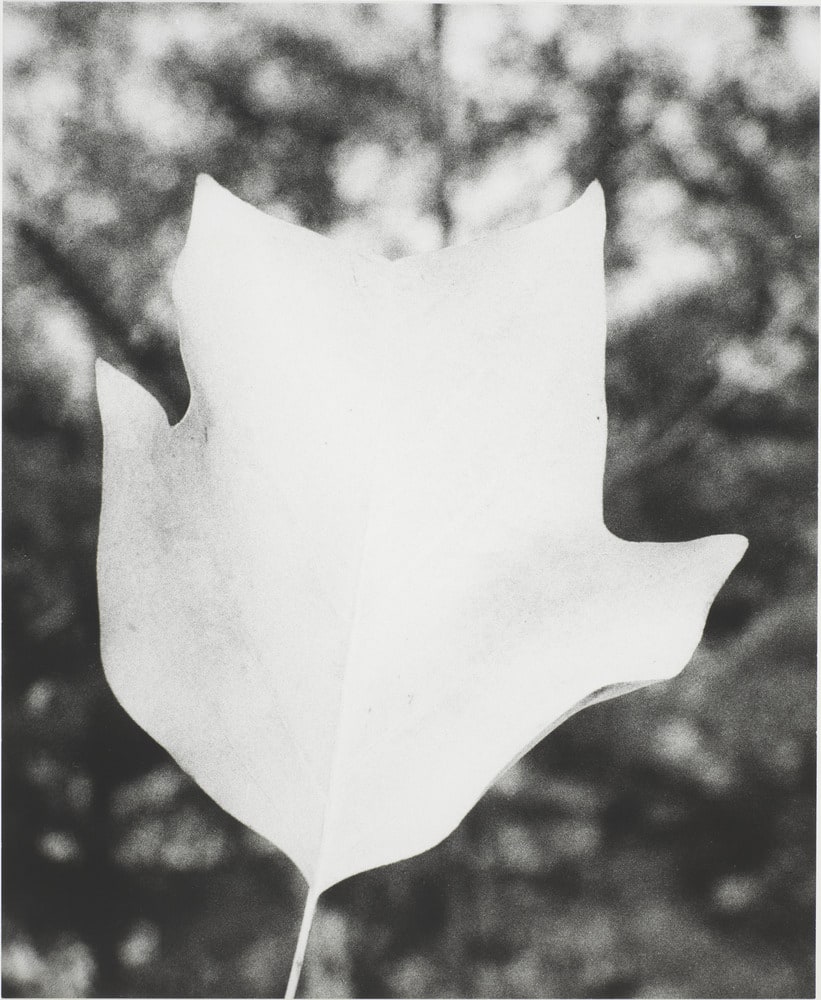 Symmetrie & Körperbau: About Leaves