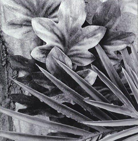 Flores