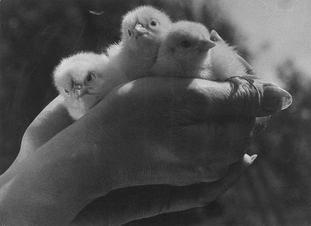 [Poussins dans un panier]