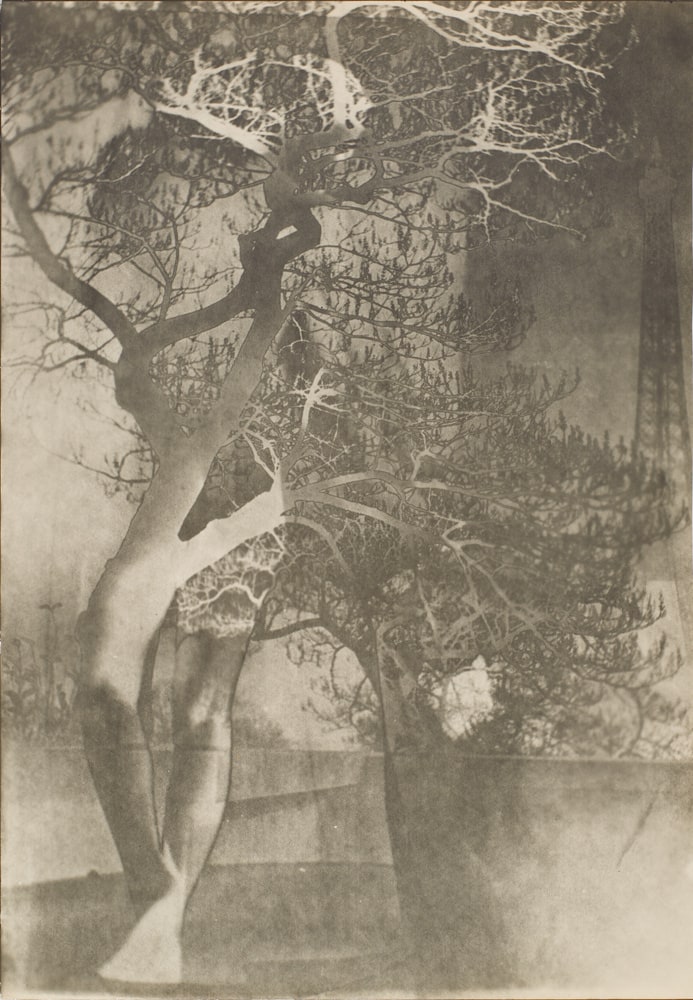 Arbre qui marche