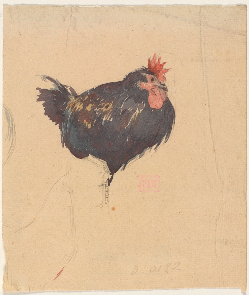 Poule