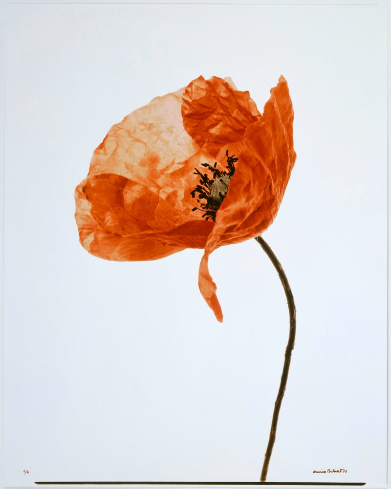 Coquelicot