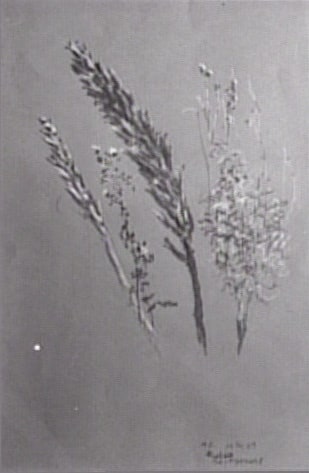 Etude pour sign and harrier
Etude de graminées