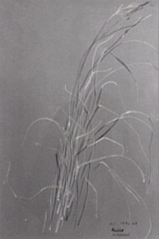 Etude pour sign and harrier
Etude d'herbes