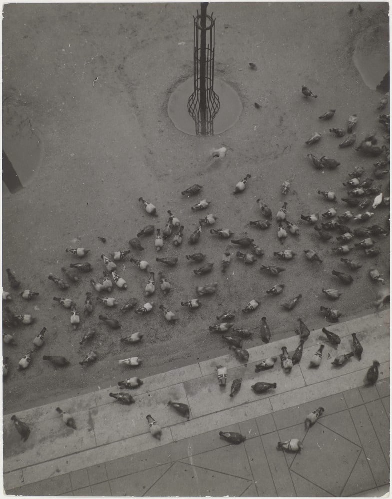 Les pigeons de Paris