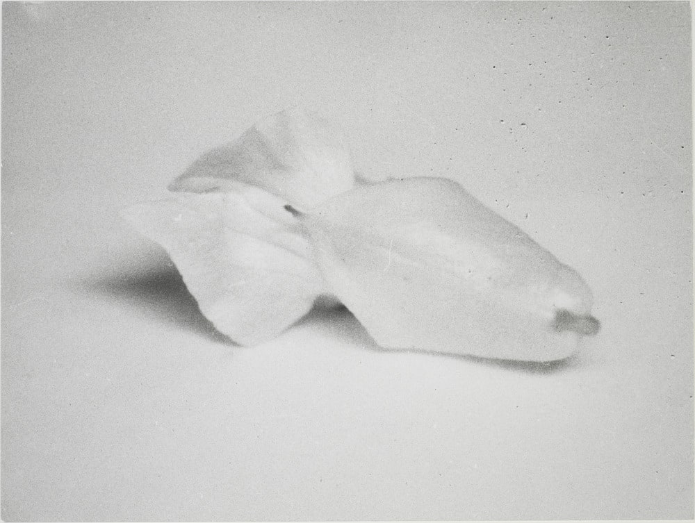 Symmetrie & Körperbau: About Leaves