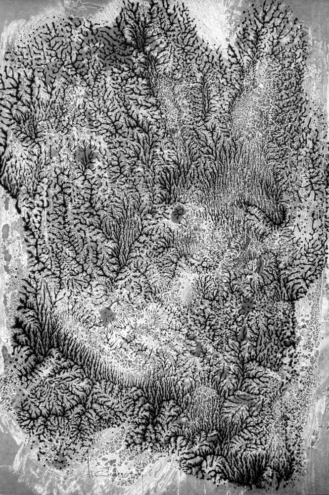 Der Barmherzige Urwald
(La forêt vierge généreuse)