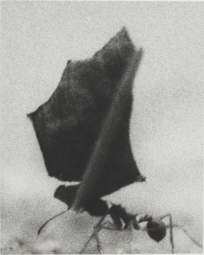 Symmetrie & Körperbau: About Leaves