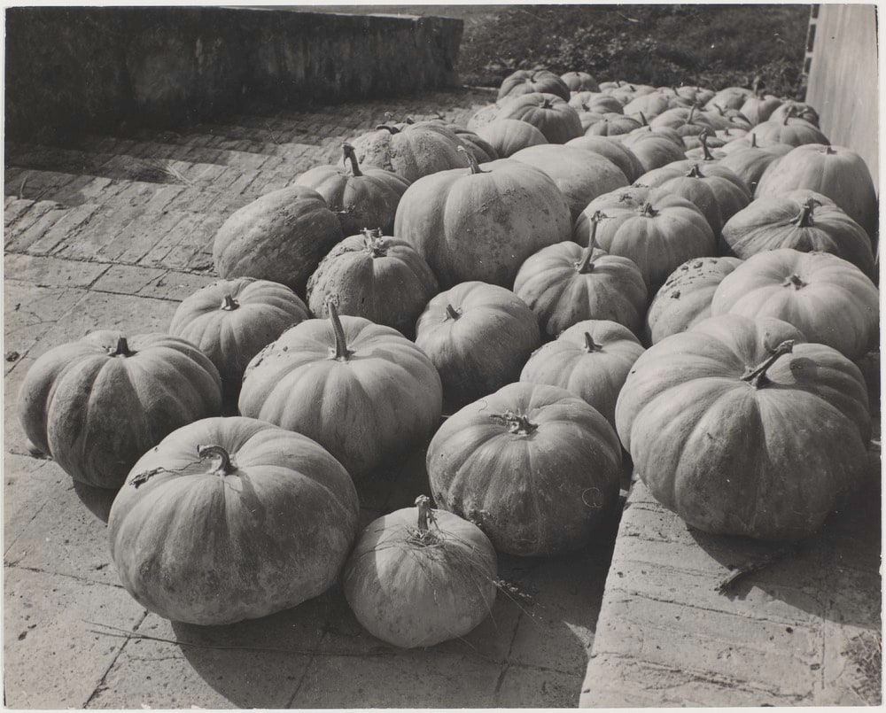 Les melons de Cavaillon