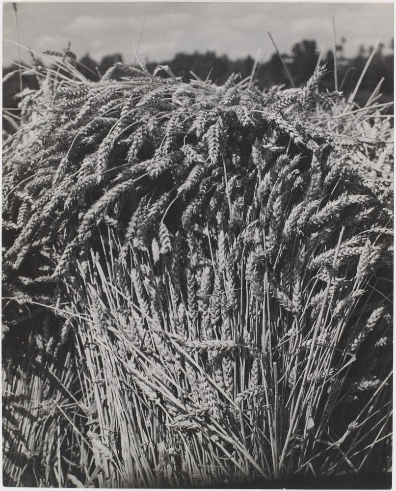 Gerbes de blé