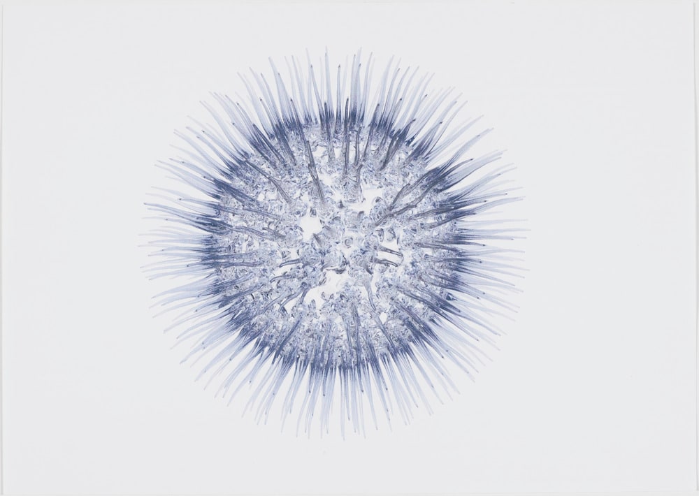 Play Diatom