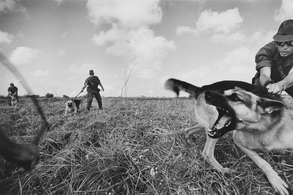 Chiens de l'armée américaine à l'entraînement avant leur départ pour le Viet-Nam, Okinawa
