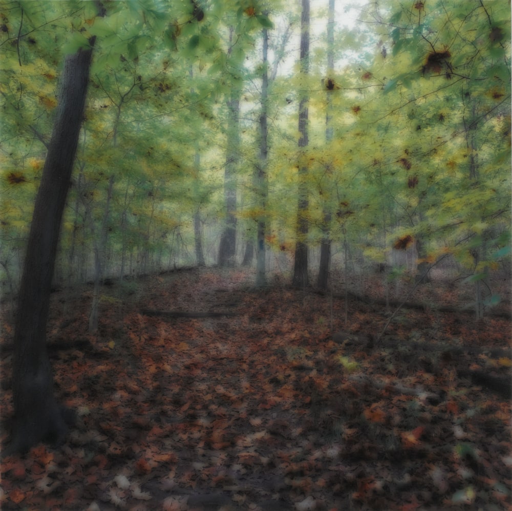 Bernheim Forest, Clermont, Kentucky