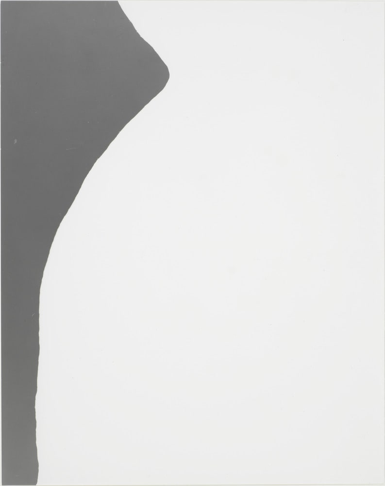 Symmetrie & Körperbau: About Leaves
