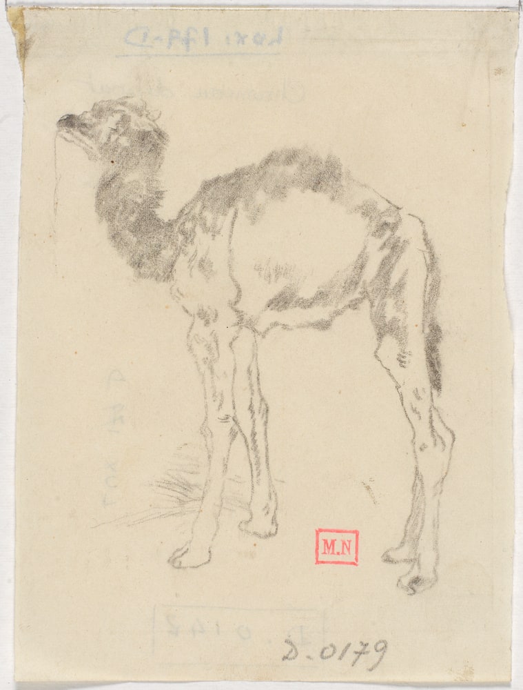 Jeune chameau