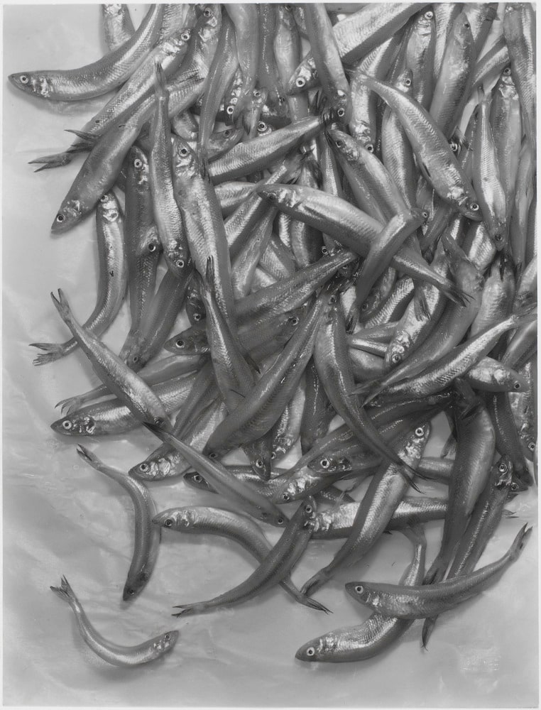 Eperlans