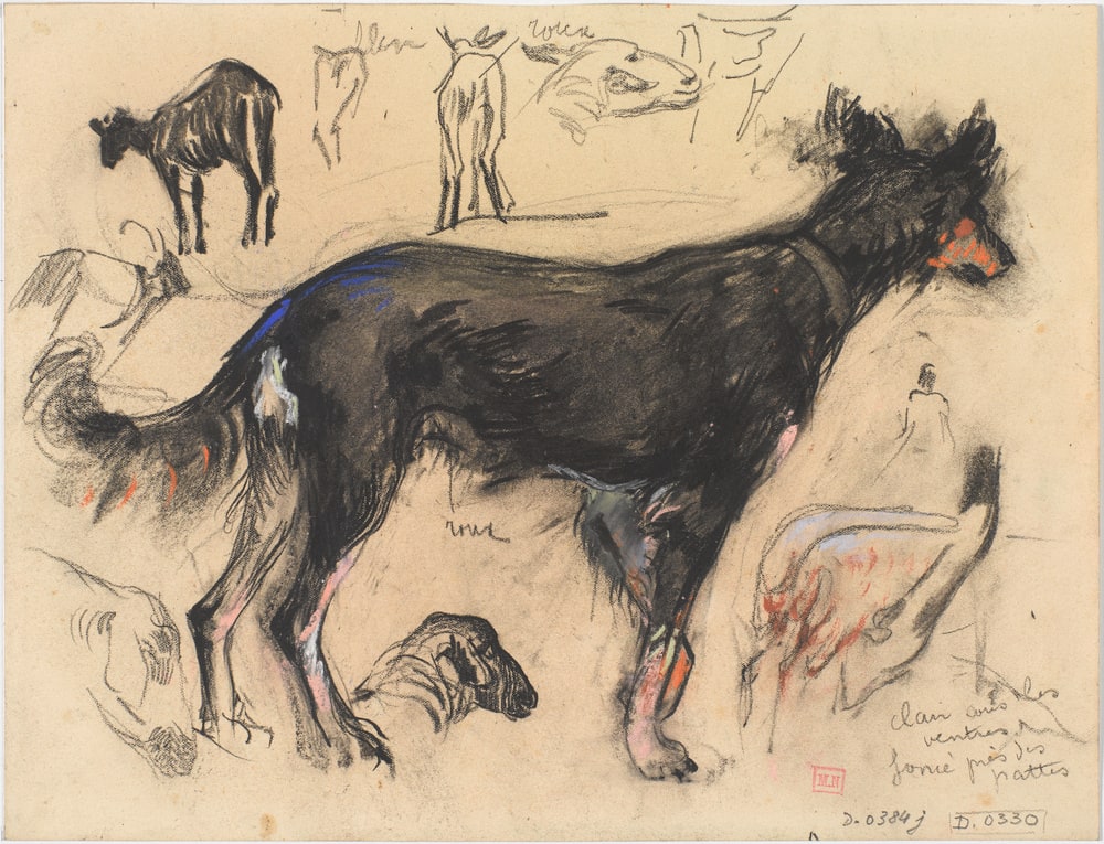 Etude de chien de chèvres et de moutons
