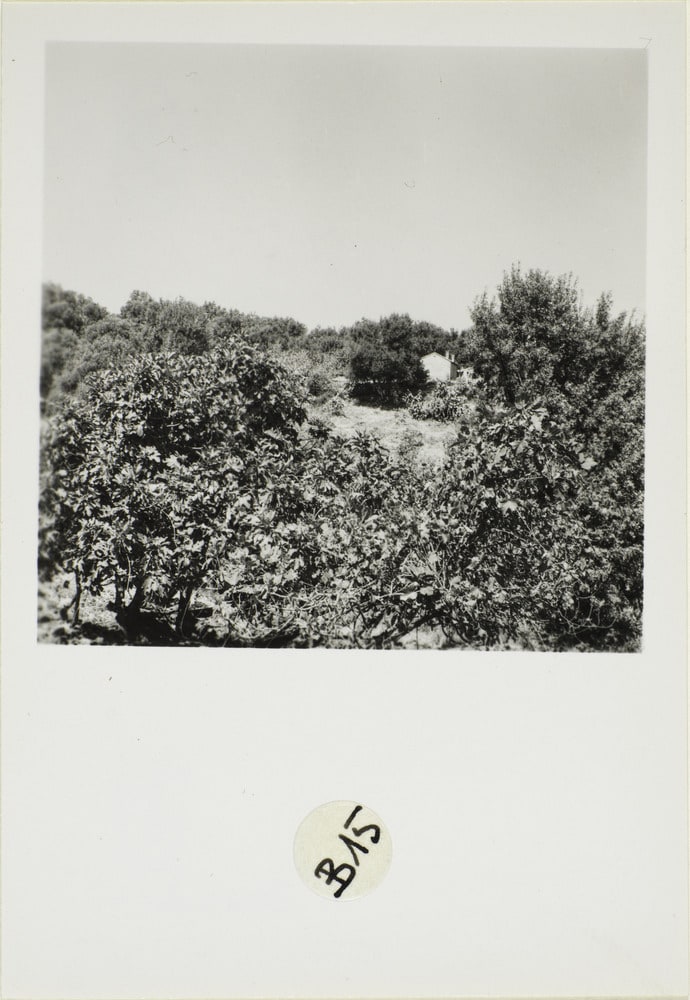 Images d'Algérie