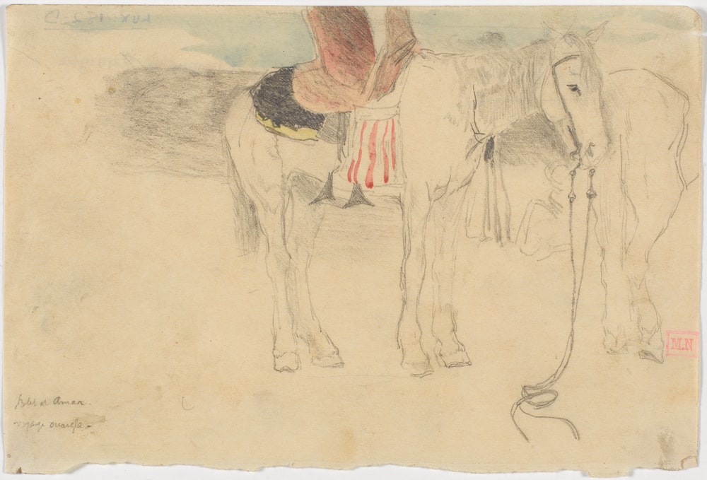 Chevaux à Ouargla