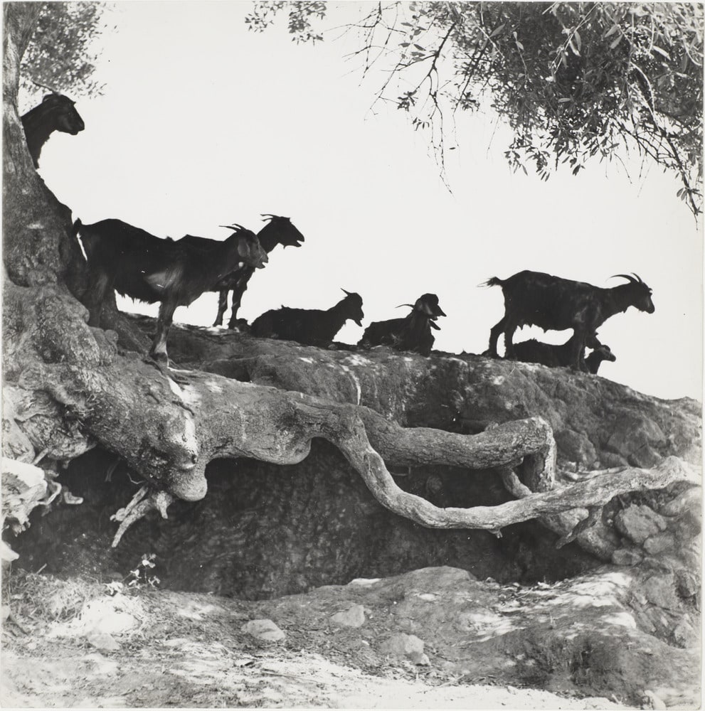 Images d'Algérie