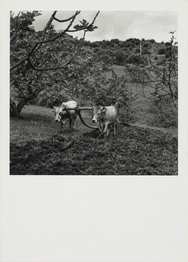 Images d'Algérie