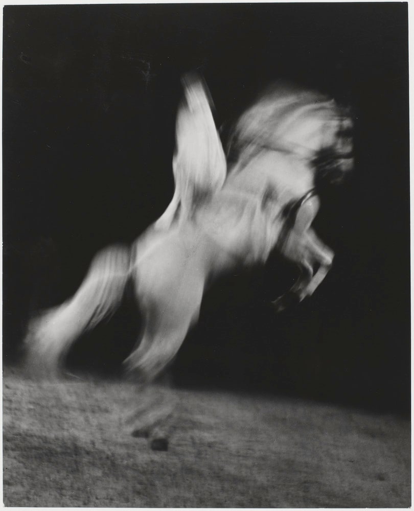 Numéro de cirque, cheval se cabrant