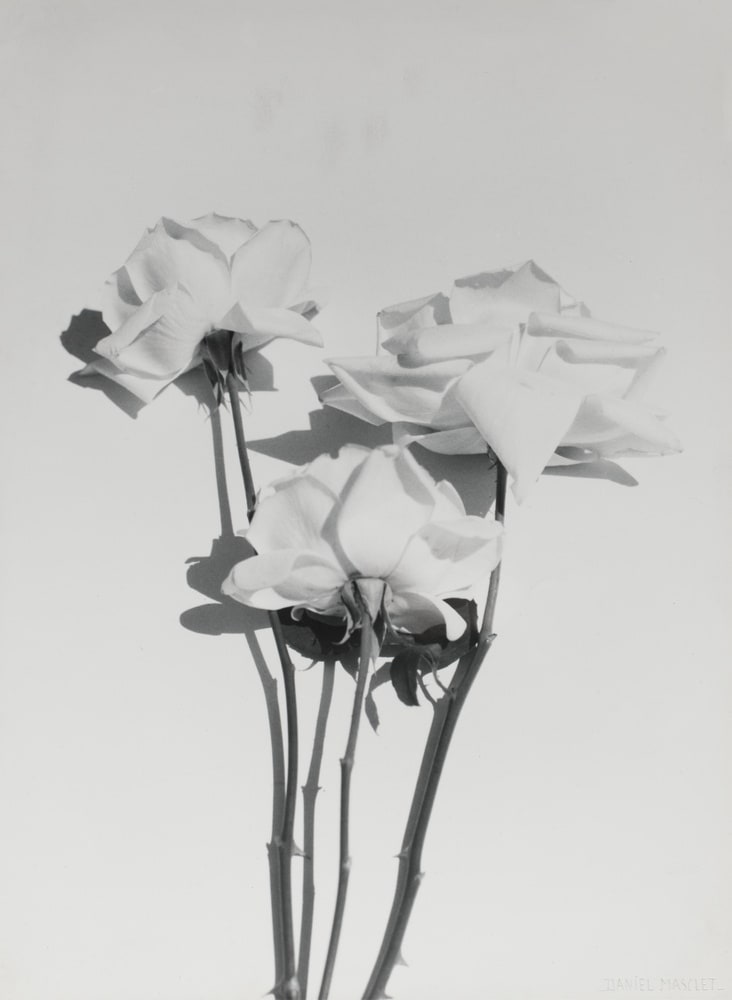 Trois roses