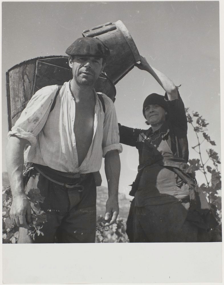 Les vendanges, la cueillette du raisin