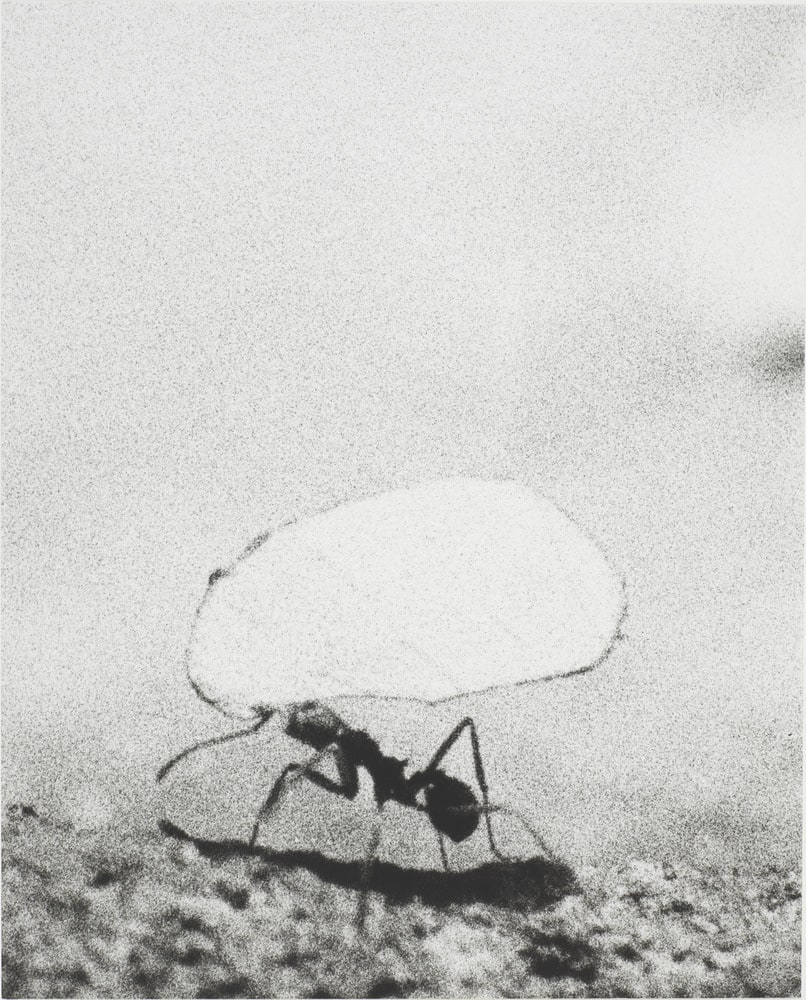 Symmetrie & Körperbau: About Leaves