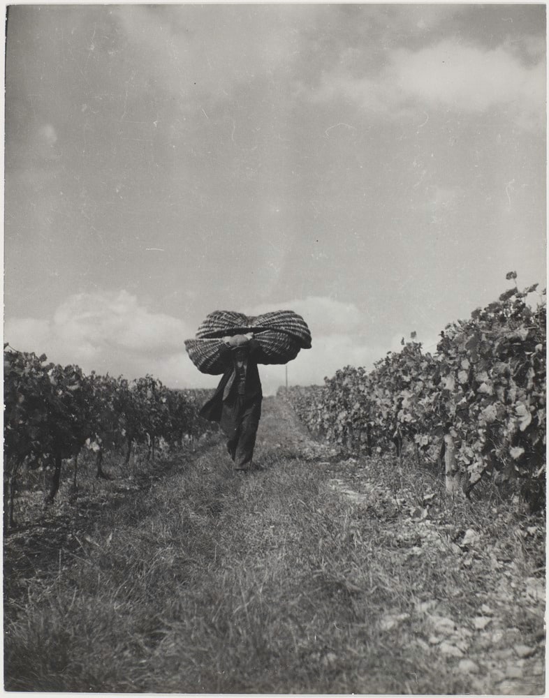 Les vendanges, un homme portant des paniers au milieu des vignes
